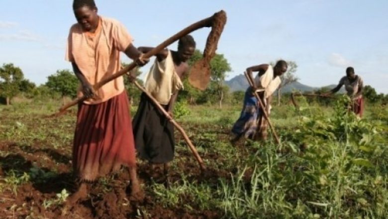 Agriculture et environnement — SALICON RDC